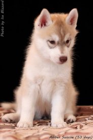 1460181_562710380470332_697799122_n.jpg (33.11 КБ, Просмотров: 9809) 1460181_562710380470332_697799122_n.jpg