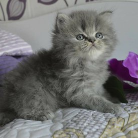 котик2.jpg (73.78 КБ, Просмотров: 4061) котик2.jpg