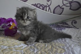 котик11.jpg (46.54 КБ, Просмотров: 3832) котик11.jpg