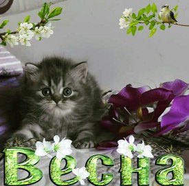 котик1-min.jpg (42.74 КБ, Просмотров: 3832) котик1-min.jpg