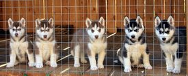 1005792_566600146732341_544027629_n.jpg (37.74 КБ, Просмотров: 10836) 1005792_566600146732341_544027629_n.jpg
