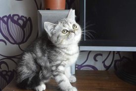 1269231.jpg (25.29 КБ, Просмотров: 3832) 1269231.jpg