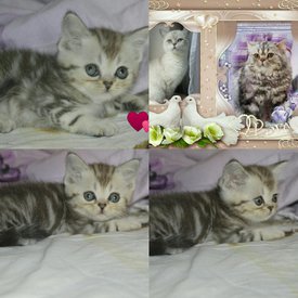 Белль и Покер.jpg (185.26 КБ, Просмотров: 3832) Белль и Покер.jpg