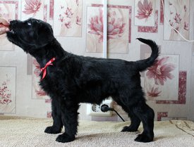 ккк.jpg (262.28 КБ, Просмотров: 1949) ккк.jpg