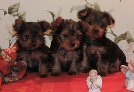 image.jpg (108.64 КБ, Просмотров: 1387) image.jpg