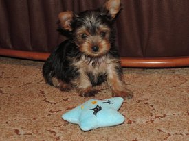 image (1).jpg (171.2 КБ, Просмотров: 1387) image (1).jpg