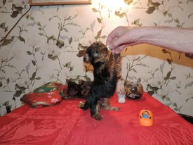 image (3).jpg (130.73 КБ, Просмотров: 1387) image (3).jpg