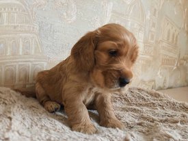 E182EE27-B181-4DF1-91D2-DBD0A8B07D69.jpeg (151.85 КБ, Просмотров: 1531) E182EE27-B181-4DF1-91D2-DBD0A8B07D69.jpeg