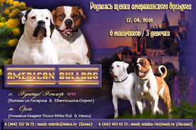 американские бульдоги-2.jpg (512.76 КБ, Просмотров: 1598) американские бульдоги-2.jpg