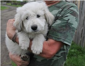 юро.jpg (37.57 КБ, Просмотров: 1273) юро.jpg