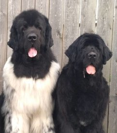 япгнп.jpg (191.45 КБ, Просмотров: 3511) япгнп.jpg