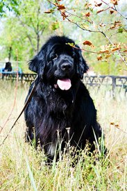 маркиза(13).jpg (339.76 КБ, Просмотров: 3508) маркиза(13).jpg