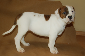 Рыжка.png (934.7 КБ, Просмотров: 1536) Рыжка.png