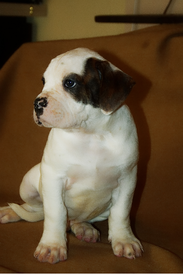 Панда.png (887.62 КБ, Просмотров: 1536) Панда.png