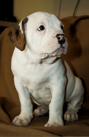 Черноух.png (940.54 КБ, Просмотров: 1536) Черноух.png