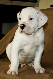 Черноух1.png (915.6 КБ, Просмотров: 1536) Черноух1.png