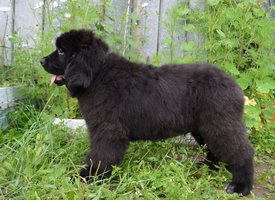 image (36).jpg (165.14 КБ, Просмотров: 3266) image (36).jpg