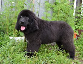 image (37).jpg (162.5 КБ, Просмотров: 3269) image (37).jpg