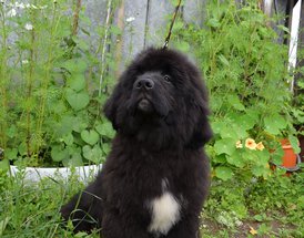 image (41).jpg (162.64 КБ, Просмотров: 3269) image (41).jpg