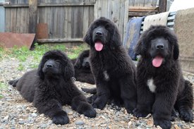 image (11).jpg (187.8 КБ, Просмотров: 3269) image (11).jpg