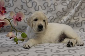 4658810089.jpg (216.6 КБ, Просмотров: 1607) 4658810089.jpg