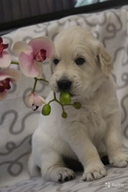 4658810115.jpg (131.29 КБ, Просмотров: 1607) 4658810115.jpg