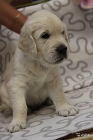 4658810233.jpg (73.95 КБ, Просмотров: 1607) 4658810233.jpg