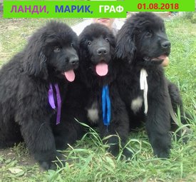 image (62).jpg (121.38 КБ, Просмотров: 3151) image (62).jpg