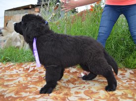 image (49).jpg (209.83 КБ, Просмотров: 3151) image (49).jpg