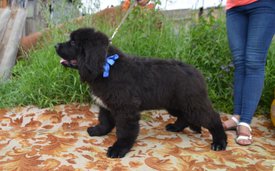 image (53).jpg (144.17 КБ, Просмотров: 3008) image (53).jpg