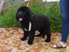 image (59).jpg (130.6 КБ, Просмотров: 3008) image (59).jpg