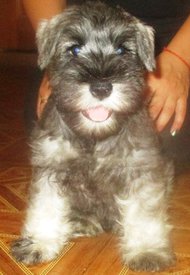 1. кабель Престиж Мохаммед Али фото 3.jpg (208.09 КБ, Просмотров: 1743) 1. кабель Престиж Мохаммед Али фото 3.jpg