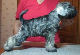 2. кабель Престиж Мохаммед Али фото.jpg (192.26 КБ, Просмотров: 1743) 2. кабель Престиж Мохаммед Али фото.jpg