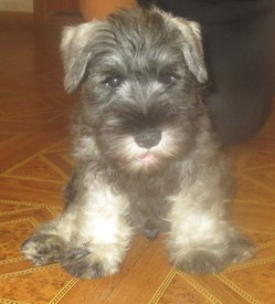 3. кабель Престиж Мохаммед Али фото 2.jpg (206.1 КБ, Просмотров: 1743) 3. кабель Престиж Мохаммед Али фото 2.jpg