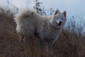 WWswKjcedWY (1).jpg (52.17 КБ, Просмотров: 3539) WWswKjcedWY (1).jpg