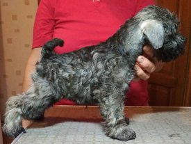 7. Принц Стар Рейн фото 3.jpg (268.02 КБ, Просмотров: 1743) 7. Принц Стар Рейн фото 3.jpg