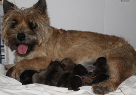 IMG_4954-1.jpg (385.14 КБ, Просмотров: 3644) IMG_4954-1.jpg