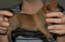 IMG_5124-1.jpg (30.99 КБ, Просмотров: 3586) IMG_5124-1.jpg