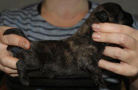 IMG_5138-1.jpg (300.57 КБ, Просмотров: 3307) IMG_5138-1.jpg