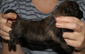 IMG_5151-1.jpg (284.02 КБ, Просмотров: 3736) IMG_5151-1.jpg