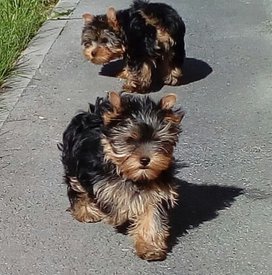 йорк 2.jpg (61.74 КБ, Просмотров: 1537) йорк 2.jpg