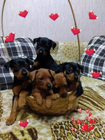 о помет вместе.jpg (410.13 КБ, Просмотров: 13405) о помет вместе.jpg