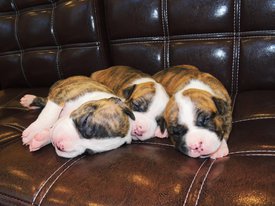 IMG-20181003-WA0039.jpg (133.59 КБ, Просмотров: 1378) IMG-20181003-WA0039.jpg