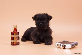 IMG_0157.jpg (110.02 КБ, Просмотров: 3407) IMG_0157.jpg