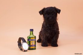 IMG_0222.jpg (106.65 КБ, Просмотров: 3254) IMG_0222.jpg