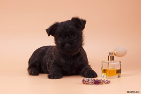 IMG_0136.jpg (115.07 КБ, Просмотров: 3407) IMG_0136.jpg