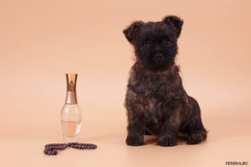 IMG_0107.jpg (112.83 КБ, Просмотров: 3254) IMG_0107.jpg