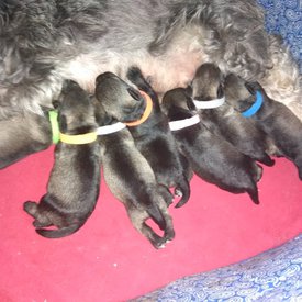 Гучи-Гвен18.jpg (146.02 КБ, Просмотров: 5590) Гучи-Гвен18.jpg