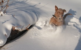 Снега по поясА.jpg (424.56 КБ, Просмотров: 12951) Снега по поясА.jpg