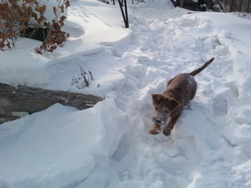 IMG772-01.jpg (432.03 КБ, Просмотров: 12957) IMG772-01.jpg